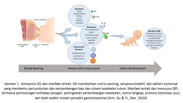 BAKTERI DALAM AIR SUSU IBU (ASI)
